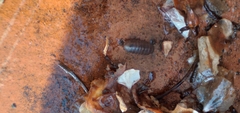 Armadillidium vulgare