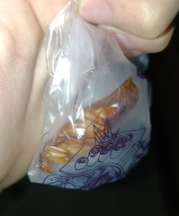 Periplaneta americana