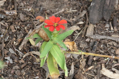 Zinnia peruviana