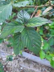Rubus trivialis