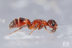 Myrmosa unicolor