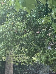 Cardinalis cardinalis