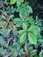Rubus trivialis