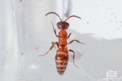 Myrmosa unicolor