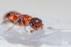 Myrmosa unicolor
