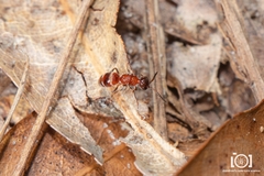 Myrmosa unicolor
