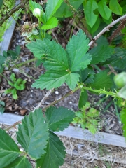 Rubus trivialis