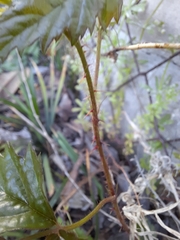 Rubus trivialis
