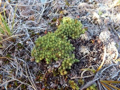 Kelleria croizatii