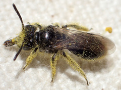 Panurginus