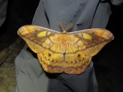 Copaxa winbrechliniani