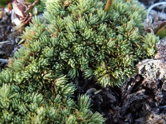 Kelleria croizatii
