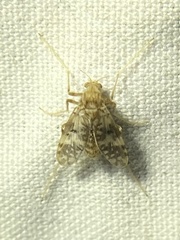 Psectrotanypus dyari