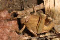 Abisares viridipennis
