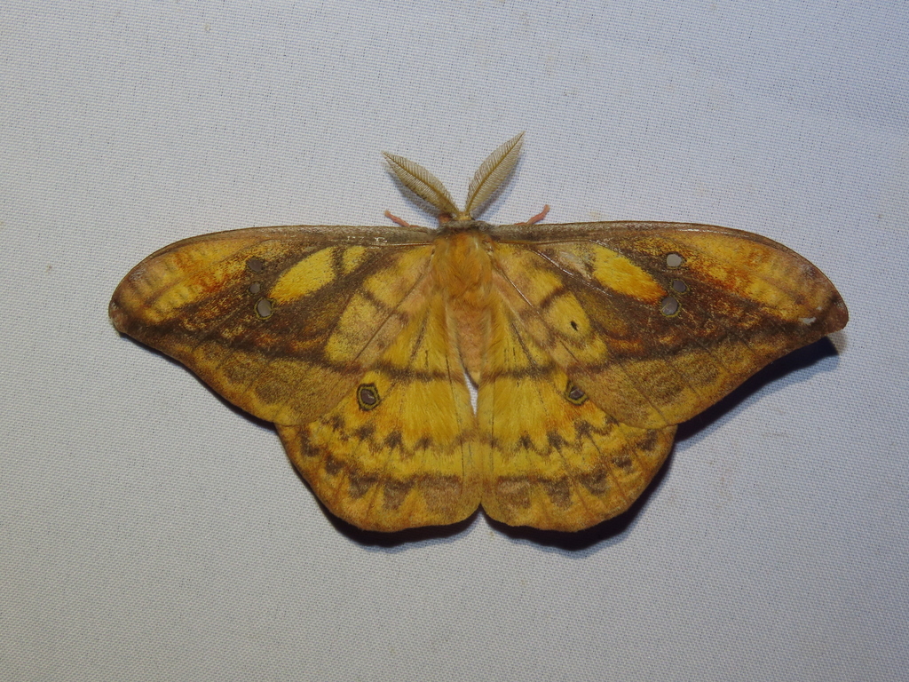 Copaxa winbrechliniani