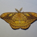Copaxa winbrechliniani - Photo (c) Lepidoptera Colombiana, osa oikeuksista pidätetään (CC BY-NC), uploaded by Lepidoptera Colombiana