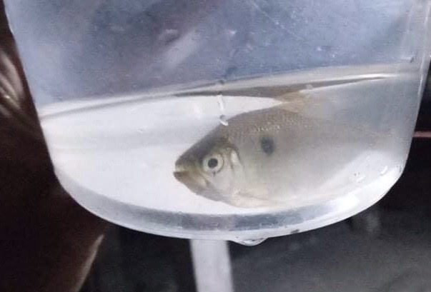 Smallscale pike characin (Acanthocharax microlepis) — Characidae