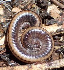 Californiulus yosemitensis