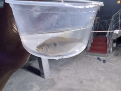 Acanthocharax microlepis