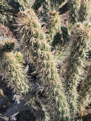 Cylindropuntia ganderi
