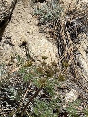 Tauschia parishii
