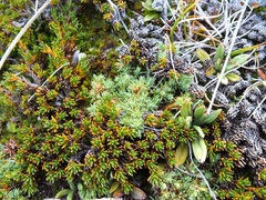 Kelleria croizatii