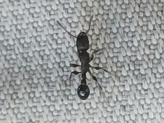 Tetramorium pacificum