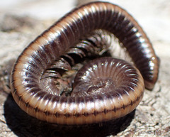 Californiulus yosemitensis