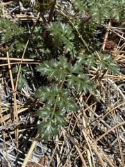 Tauschia parishii