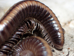 Californiulus yosemitensis