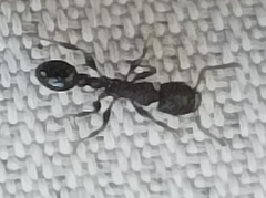 Tetramorium pacificum