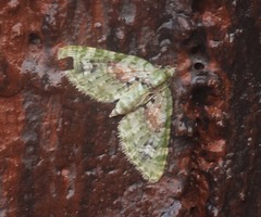 Chloroclystis semiscripta