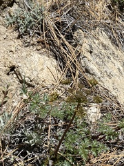 Tauschia parishii