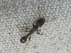 Tetramorium pacificum