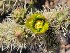 Cylindropuntia ganderi