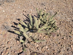 Cylindropuntia ganderi
