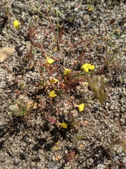 Camissonia sierrae sierrae