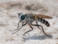Laphystia