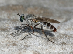 Laphystia