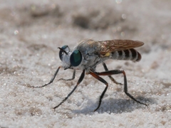 Laphystia