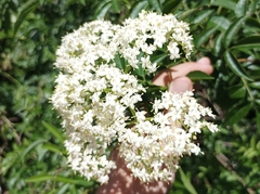 Sambucus javanica