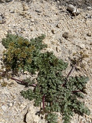 Tauschia parishii
