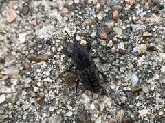 Sphenophorus cariosus