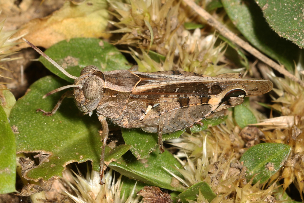 Acorypha pallidicornis