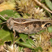 Acorypha - Photo (c) Judy Gallagher, some rights reserved (CC BY-SA), uploaded by Judy Gallagher