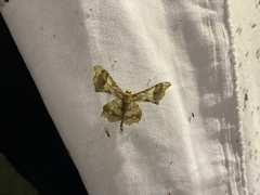 Krananda oliveomarginata