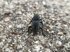 Sphenophorus cariosus