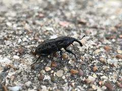 Sphenophorus cariosus