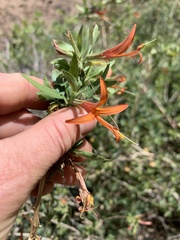 Anisacanthus thurberi