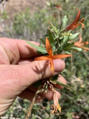 Anisacanthus thurberi
